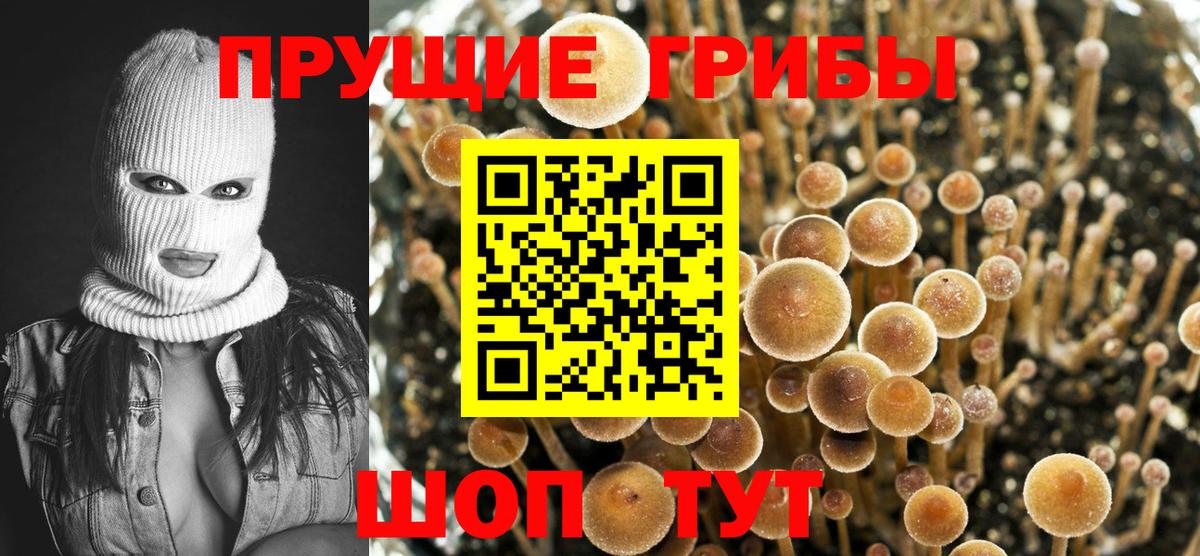 Псилоцибиновые грибы MAGIC MUSHROOMS  Вход с VPN  Гай  купить наркотики сайты  Псилоцибиновые грибы мухоморы 